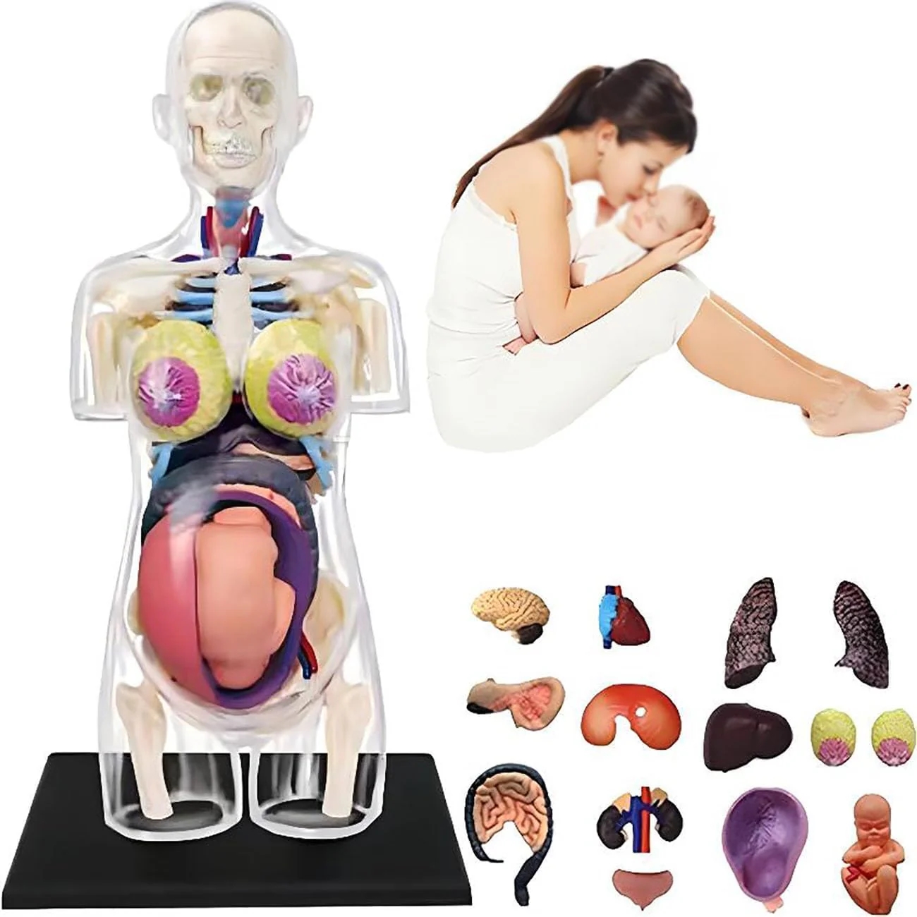 Nursing Anatomic Model