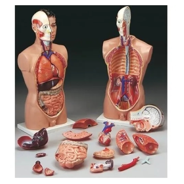 Nursing Lab Equipment & Nursing lab model supplier manufacturer in india