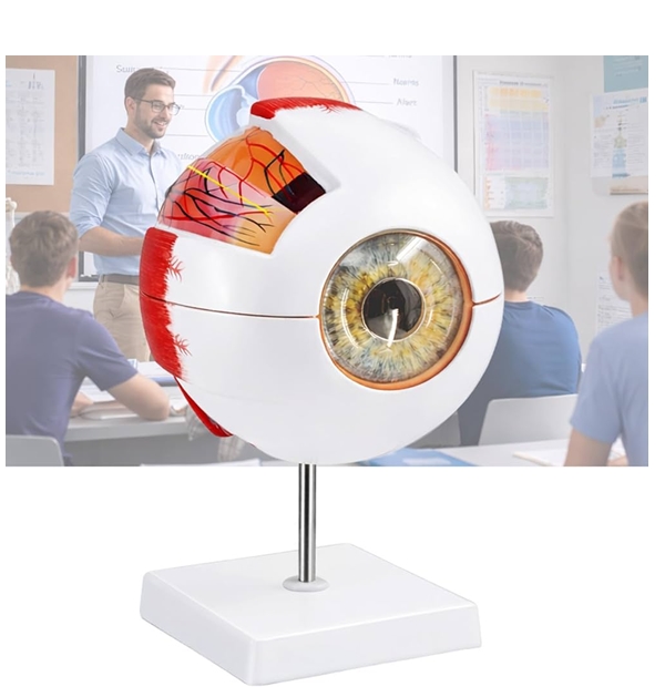 Human Eye Model