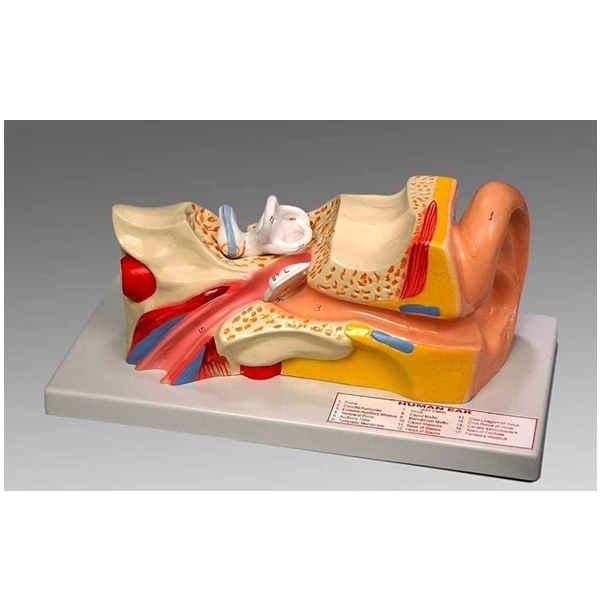 Human Ear Model